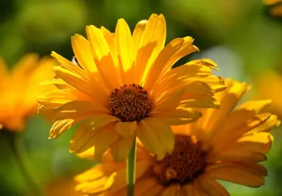Vibrant Yellow Heliopsis: Sun-Kissed Summer Blossom Wallpaper