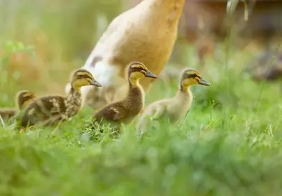 Adorable Ducklings Explore Grassy Field in Gentle Sunlight
