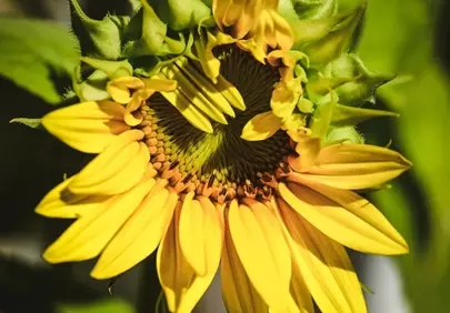 Vibrant Sunflower Bud Unfolding: Nature's Golden Embrace