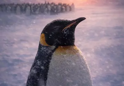 Breathtaking Antarctic Sunset: Majestic Penguin in a Snowy Embrace