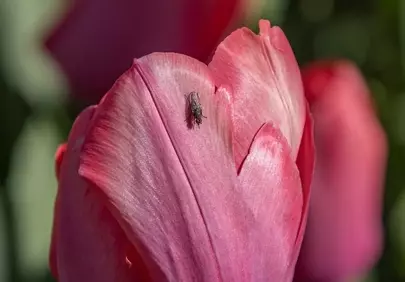 Vibrant Pink Tulip Macro with Intricate Insect Detail