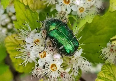 Vibrant Rose Chafer on Delicate White Wildflowers