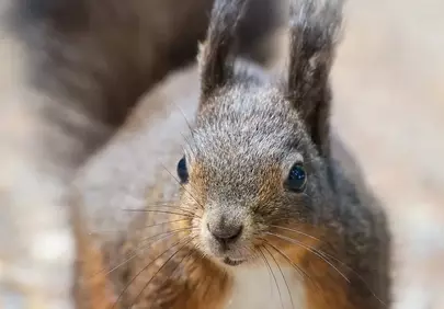 Charming Eurasian Squirrel: Forest Wildlife Up Close