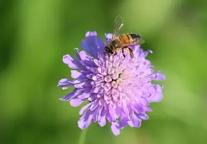 Vibrant Macro: Honeybee Pollinating a Lilac Flower