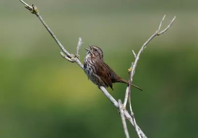 Charming Songbird Serenade: Nature's Melodious Call