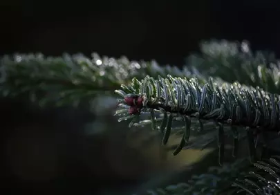 Stunning Fir Branch: Morning Dew's Emerald Embrace