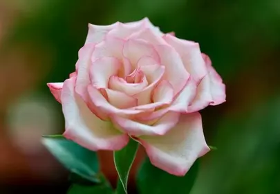 Exquisite Pink Rose: Delicate Petals of Nature's Affection