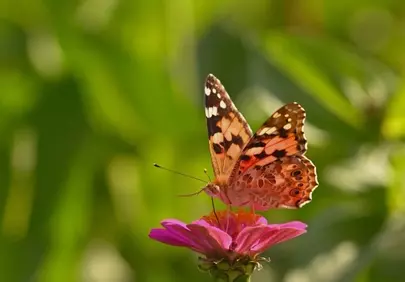 Vibrant Painted Lady Butterfly on Pink Zinnia