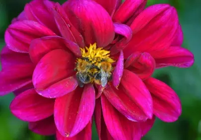 Vibrant Dahlia Nurturing Buzzing Bumblebees