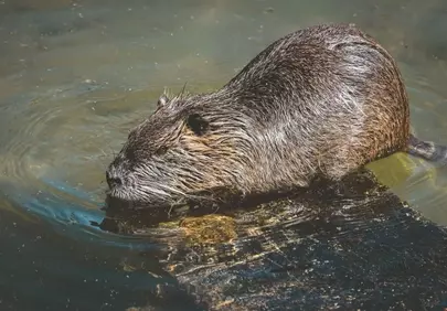 Wild Nutria: A Rodent's Aquatic Serenity