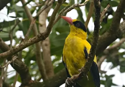Vibrant Yellow Oriole Perched in Tropical Foliage