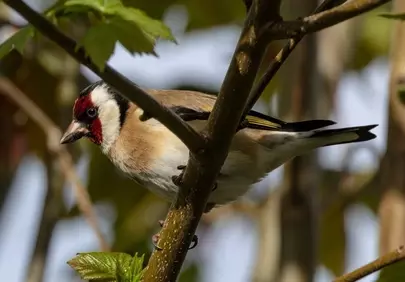 Vibrant Goldfinch Perched: A Glimpse of Spring Wildlife