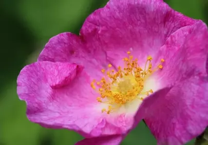 Vibrant Pink Rose Macro: Nature's Delicate Spring Beauty