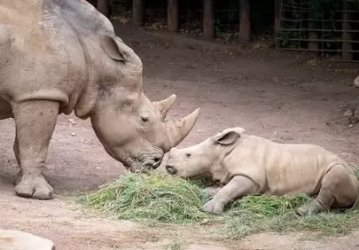 Tender Moment: Mother Rhino Feeds Her Adorable Calf