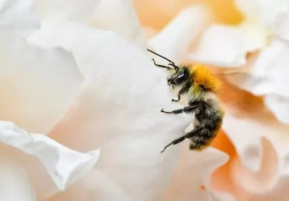 Vibrant Macro: Busy Bee on Delicate White Petals