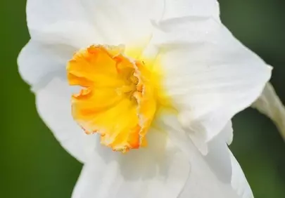 Stunning White Daffodil: A Close-up of Spring's Delicate Beauty