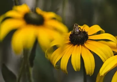 Vibrant Yellow Coneflower with Busy Bee in Summer Garden