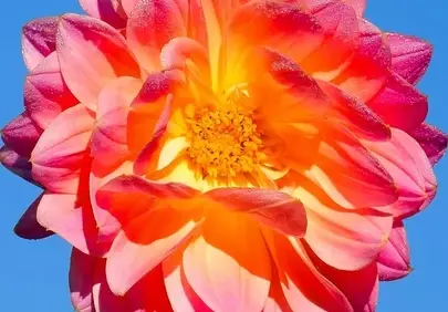 Vibrant Dahlia Blooms Against a Sky Blue Canvas