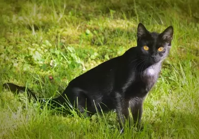 Enchanting Black Cat Prowls a Sunlit Garden Oasis