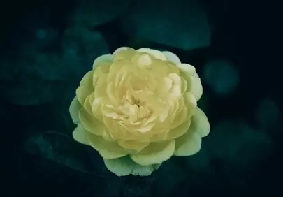Stunning Yellow Rose: Vibrant Bloom on Dark Background