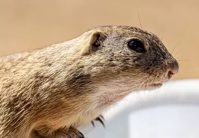 Captivating Close-Up: Adorable Ground Squirrel in Nature's Embrace