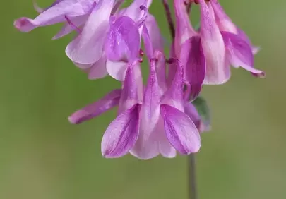 Enchanting Purple Columbine: Delicate Spring Bloom