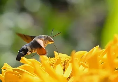 Hummingbird Moth's Delicate Dance on Golden Zinnia