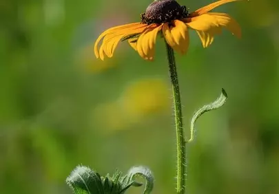 Vibrant Rudbeckia: Summer's Golden Kiss in Macro