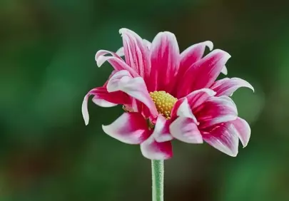 Vibrant Pink Dahlia: A Symphony of Petals