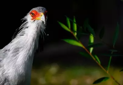 Majestic Secretary Bird: A Close-Up of Nature's Raptor