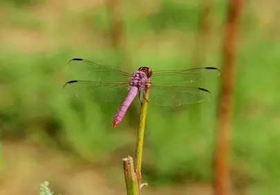 Vibrant Pink Dragonfly Perched in Summer Wilderness