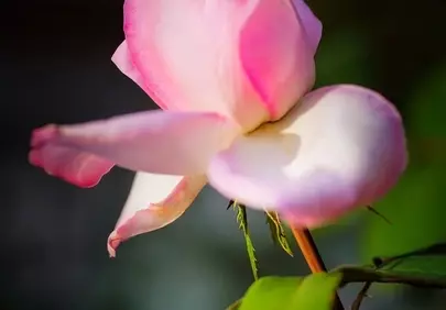Vibrant Pink Rose: A Stunning Macro Bloom