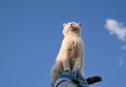 Majestic Feline: Sky-Gazing Cat Enjoying Nature