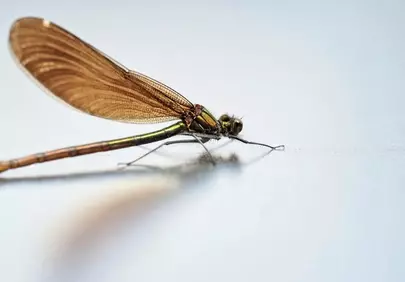 Stunning Macro Demoiselle Dragonfly with Intricate Wings
