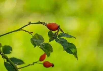 Vibrant Rosehip: Nature's Vitamin C Powerhouse