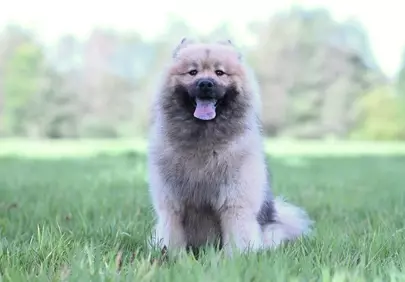 Charming Eurasier: Fluffy Canine Smiling in Nature