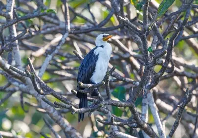 Exotic Cormorant Perched: A Glimpse into Indonesian Wildlife