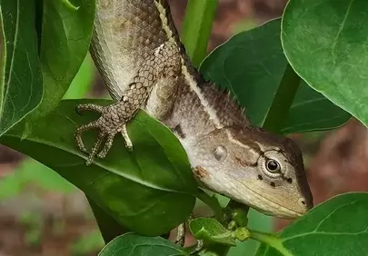 Vivid Jungle Camouflage: Lizard Blends Seamlessly on Lush Green Leaves