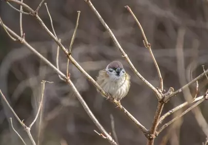 Charming Sparrow Perched on Winter Branch