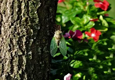 Vibrant Summer Serenade: Cicada Rests on Tree Bark Amidst Blooming Flowers