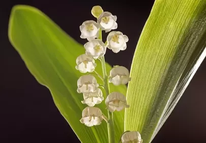 Enchanting Beauty: Delicate Lily of the Valley Blooms