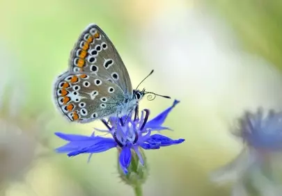 Vibrant Blue Butterfly Delicately Alights on a Cornflower
