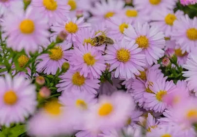 Vibrant Pink Asters and Busy Bee in Spring Garden