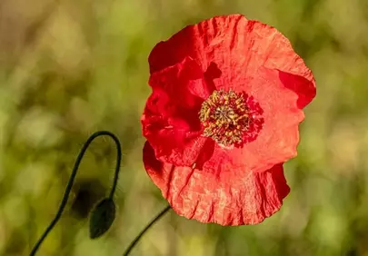 Vibrant Red Poppy: A Delicate Bloom of Spring's Beauty
