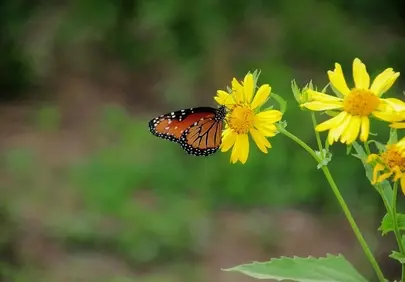 Vibrant Butterfly Sips Nectar from Golden Yellow Flower