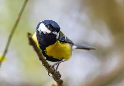 Vibrant Great Tit Perched: A Springtime Delight