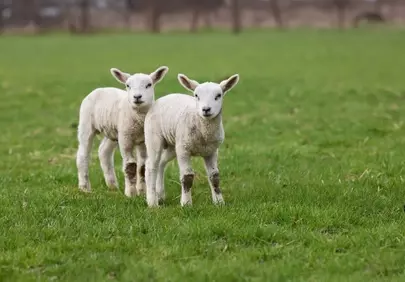 Adorable Spring Lambs: Fluffy Pair in a Lush Green Field
