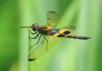 Vibrant Dragonfly in Macro: Nature's Delicate Balance