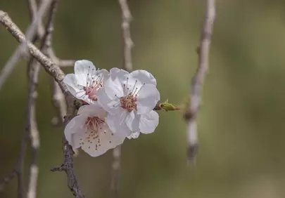 Delicate Apricot Blossoms: A Springtime Awakening