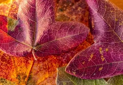 Vibrant Autumn Leaves: Nature's Rich Tapestry in Macro Detail